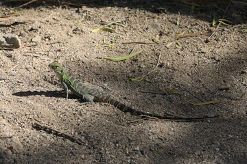 Lizard on the ground