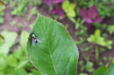 green fly on the plant