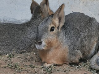 rabbit in the zoo