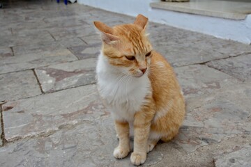 cat