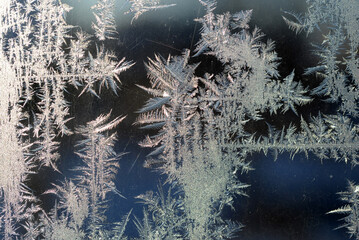 Natural frost floral pattern with abstract lines, stems, and snowflakes.