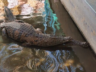 alligator in the water
