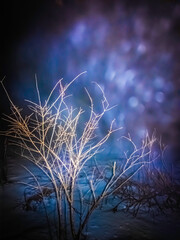 Bokeh forest background with bare trees in front. Mysterious forest at night in a snowstorm on Cape Cod.