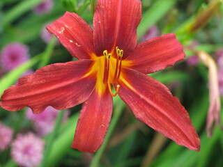 open flower of a burgundy lily with a yellow center and pollen