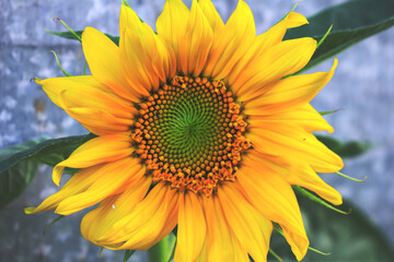 sunflower on a hot summer day