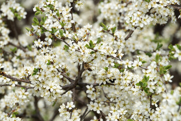 bee in pollen on a blossoming spring branch