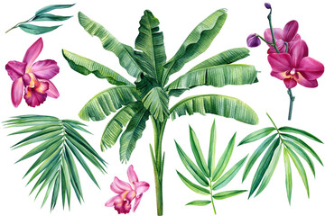 Fototapeta na wymiar Jungle botanical watercolor illustrations, floral elements. Palm leaves and flower orchid. Tropical leaves set