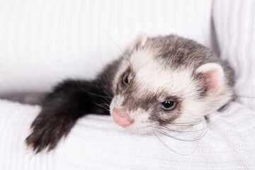 Fototapeta na wymiar Ferret pet on a white background, isolated.