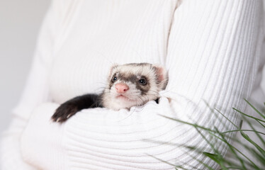 Ferret pet on a white background, isolated.