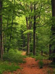 Waldweg im niedersächsischen Hügelland