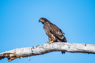 Bald Eagle (Haliaeetus leucocephalus) Juvenile Perched
