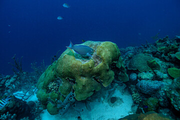 Fototapeta na wymiar Fressen oder gefressen werden, das Leben im Riff