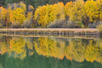 autumn in the forest