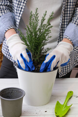 Woman in gardening gloves transplants an indoor juniper bush into a large flower pot. Gardener tamps down fresh flower soil after transplanting a plant. Houseplant care. Vertical image.