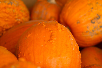 pumpkins on the market