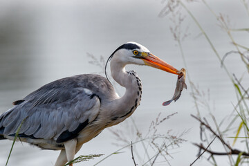Grey Heron (Ardea cinerea) walking with a fish on the borders of Sunset Dam in Kruger National Park in South Africa