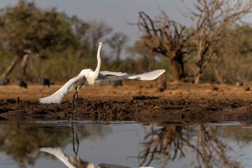 Great white egret (Ardea alba) flying away from a waterhole in Mashatu Game Reserve in the Tuli Block in Botswana     