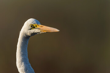 Great white egret (Ardea alba) wading in a  waterhole in Mashatu Game Reserve in the Tuli Block in Botswana  