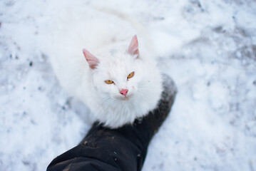 White cat holding a man's leg