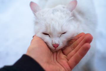 Man petting a white cat