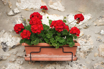 Red geraniums on a stone house