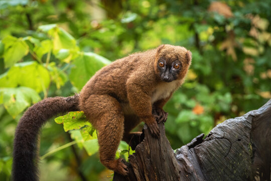 Adult female red-bellied lemur (Eulemur rubriventer) on a tree