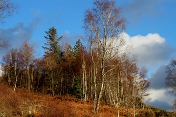 Obraz premium Trees in winter against a blue sky with golden bracken 