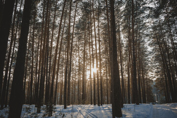 nature sunset forest trees rays of light snow winter paths forest belt nature