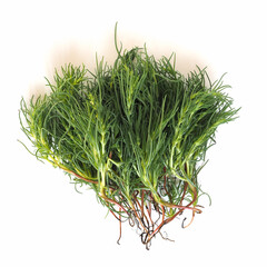 agretti (Salsola soda) vegetables food