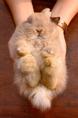 Close-up shot hand of woman holding and carrying a little gray cute rabbit, vertical view.