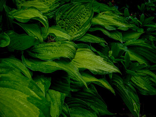 green bushes
