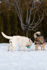 Fototapeta na wymiar Labrador and mongrel play with ball in the snow.