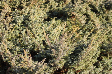 View of an evergreen shrub 