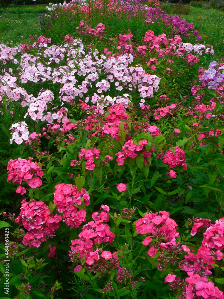 Wall mural Pink flowers