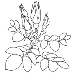 Rose branch, rosehip with buds and leaves on a white background, one-line drawing