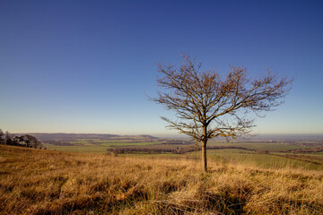 tree in a field