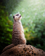 close up of a meerkat and butterfly