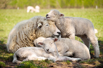 Naklejka na ściany i meble sheep and lambs family