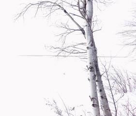 Birch tree overlooking Lake Winnipeg, Manitoba