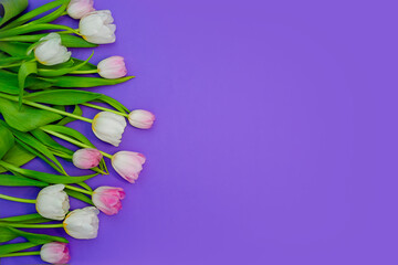 Fototapeta na wymiar White tulips on a purple background