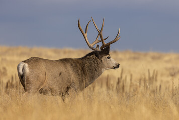 Naklejka na ściany i meble Buck Mule Deer During the Rut in Autumn in Colorado
