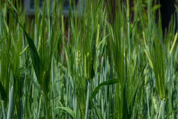 Ears of barley