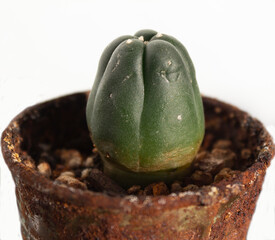 Potted Peyote Cactus grown for 12 years