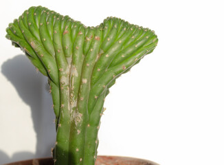 Monstrose San Pedro Cactus in a pot