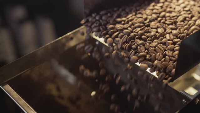 Roasted coffee beans fall out of the chiller. Arabica beans are poured and rotated. Industrial roasting and production, coffee industry. Close-up, brown grains fall down to be filled into packages.