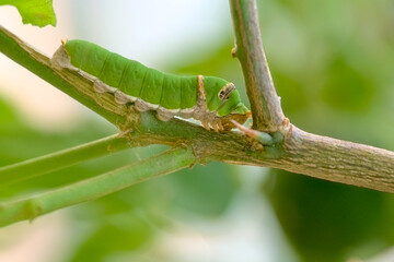 Lemon butterfly caterpillar on the lemon tree branch. Used selective focus.