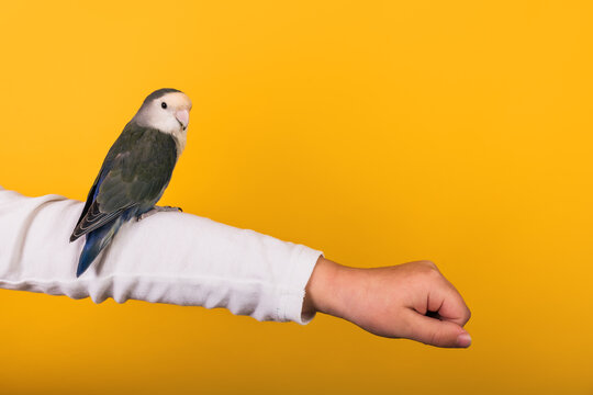 Parrot on arm of crop person