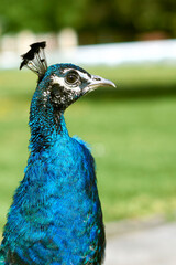 Obraz premium spring peacock walk on a sunny day, male peacock. walk in the park.