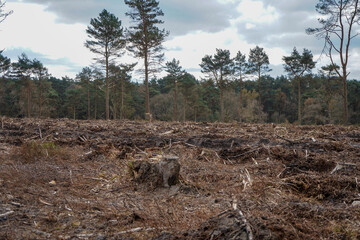 Aftermath of forestry work in a forest 