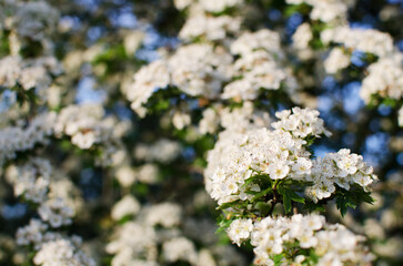 Wild hawthorn bush blooms with abundant white flowers in spring and gives small red fruits